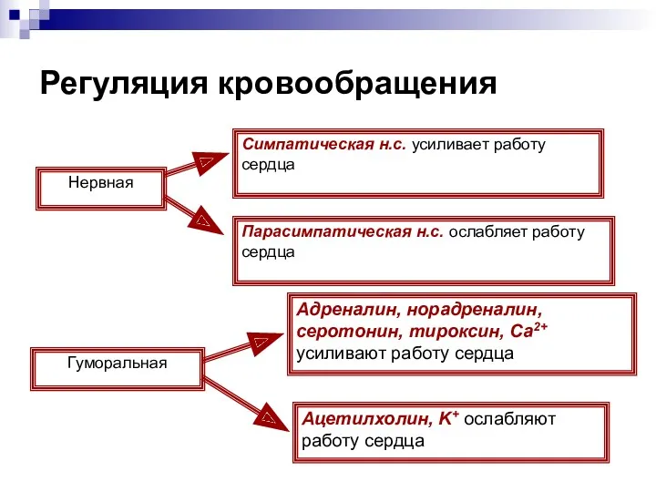 Регуляция кровообращения Нервная Симпатическая н.с. усиливает работу сердца Парасимпатическая н.с.