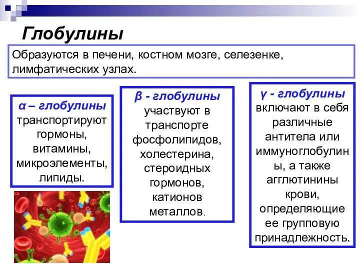 Глобулины Образуются в печени, костном мозге, селезенке, лимфатических узлах. α