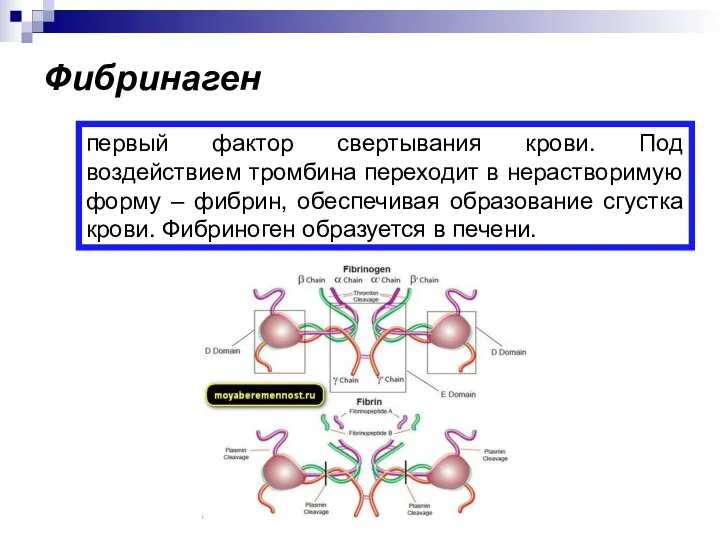 Фибринаген первый фактор свертывания крови. Под воздействием тромбина переходит в