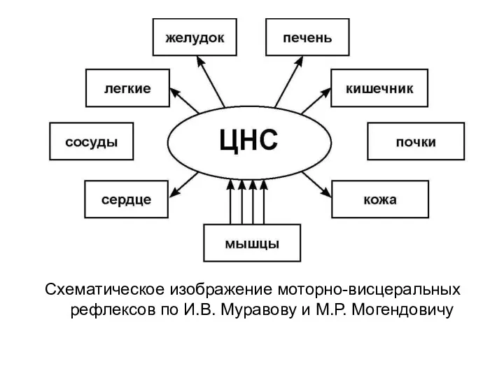 Схематическое изображение моторно-висцеральных рефлексов по И.В. Муравову и М.Р. Могендовичу