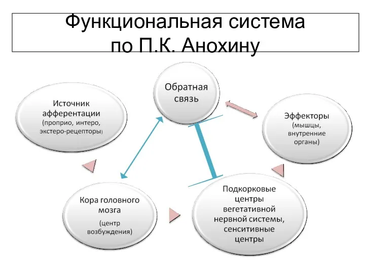 Функциональная система по П.К. Анохину