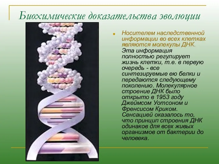 Биохимические доказательства эволюции Носителем наследственной информации во всех клетках являются