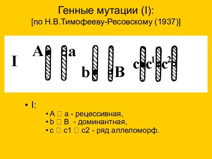 Генные мутации (I): [по Н.В.Тимофееву-Ресовскому (1937)] I: A  a