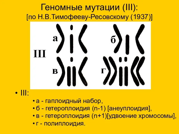 Геномные мутации (III): [по Н.В.Тимофееву-Ресовскому (1937)] III: a - гаплоидный