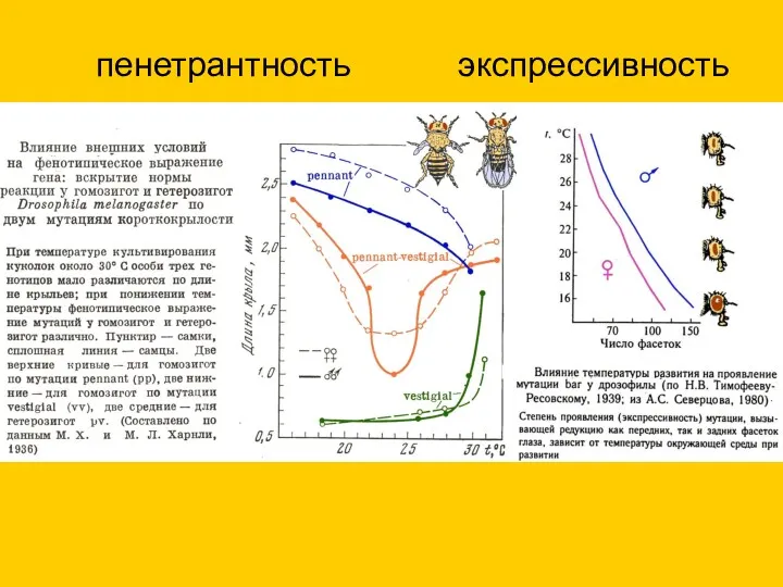 экспрессивность пенетрантность