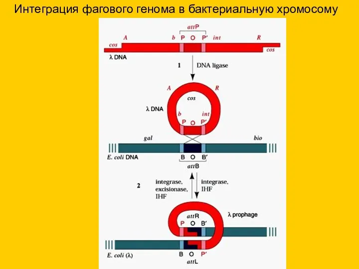 Интеграция фагового генома в бактериальную хромосому