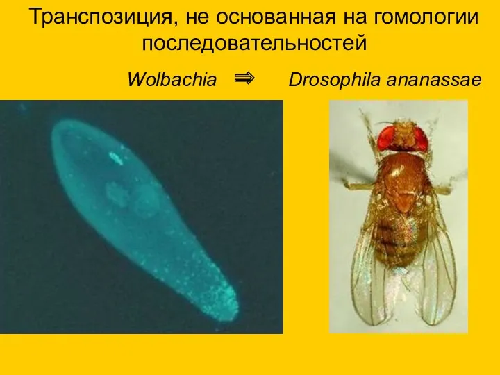 Транспозиция, не основанная на гомологии последовательностей Wolbachia ⇒ Drosophila ananassae