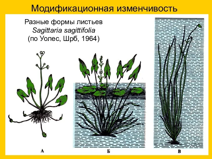 Модификационная изменчивость Разные формы листьев Sagittaria sagittifolia (по Уолес, Шрб, 1964)