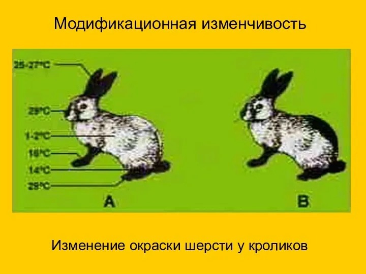 Модификационная изменчивость Изменение окраски шерсти у кроликов