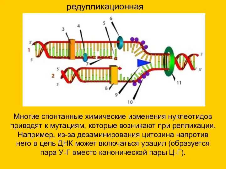 редупликационная Многие спонтанные химические изменения нуклеотидов приводят к мутациям, которые