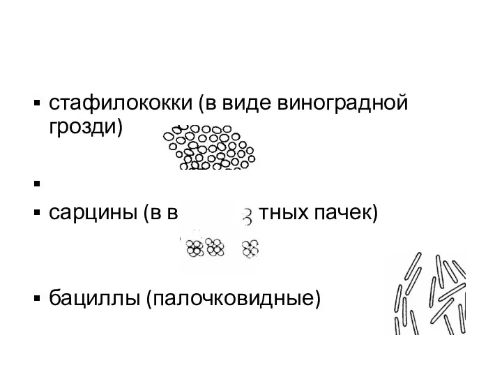 стафилококки (в виде виноградной грозди) сарцины (в виде плотных пачек) бациллы (палочковидные)