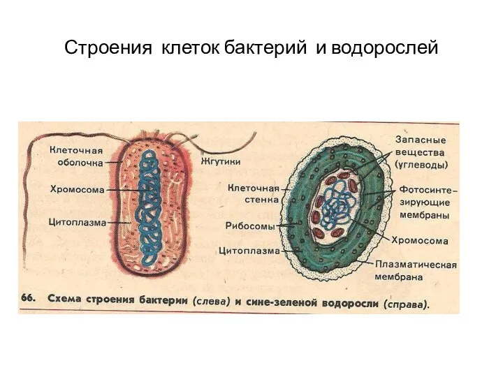 Строения клеток бактерий и водорослей