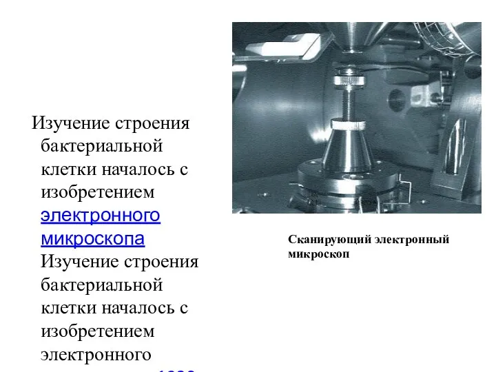 Изучение строения бактериальной клетки началось с изобретением электронного микроскопа Изучение