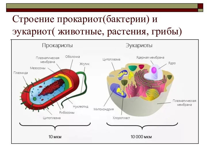 Строение прокариот(бактерии) и эукариот( животные, растения, грибы)