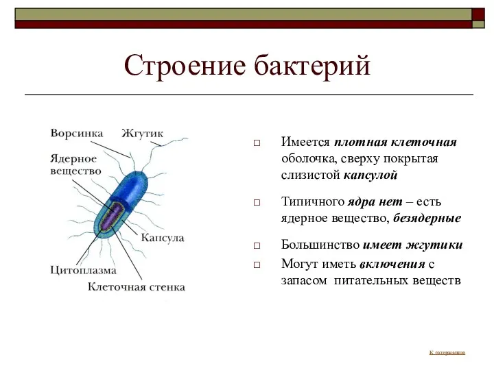 Строение бактерий Имеется плотная клеточная оболочка, сверху покрытая слизистой капсулой