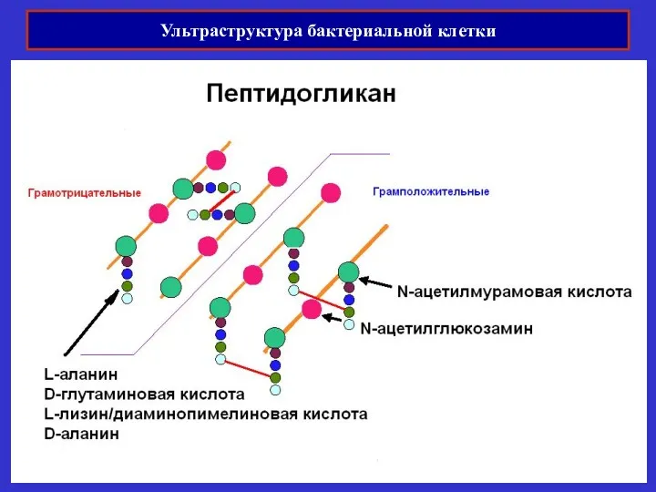 Ультраструктура бактериальной клетки