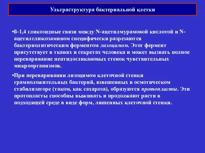 Ультраструктура бактериальной клетки ß-1,4 гликозидные связи между N-ацетилмурамовой кислотой и