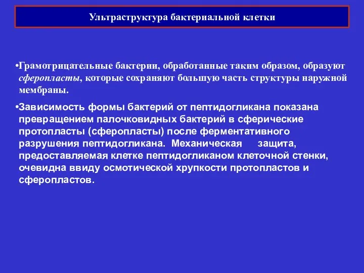 Ультраструктура бактериальной клетки Грамотрицательные бактерии, обработанные таким образом, образуют сферопласты,