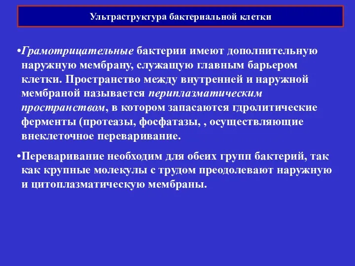 Ультраструктура бактериальной клетки Грамотрицательные бактерии имеют дополнительную наружную мембрану, служащую