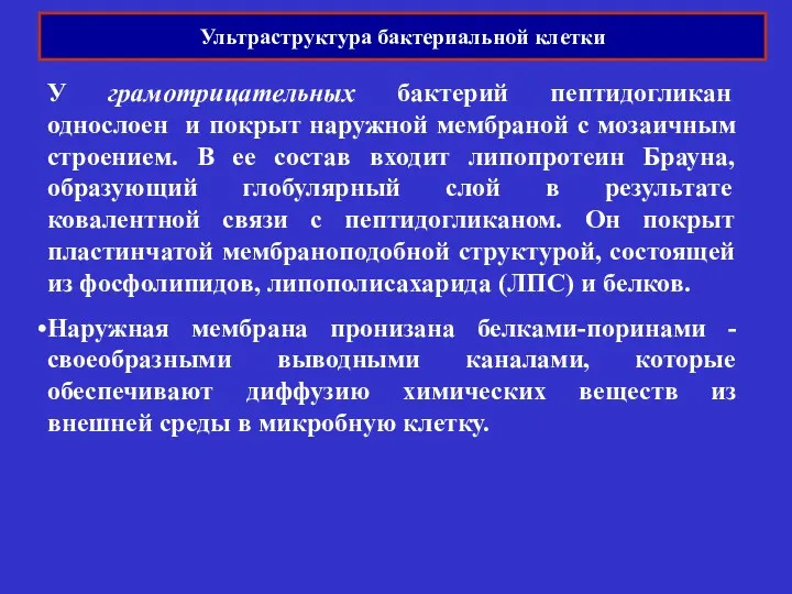 Ультраструктура бактериальной клетки У грамотрицательных бактерий пептидогликан однослоен и покрыт