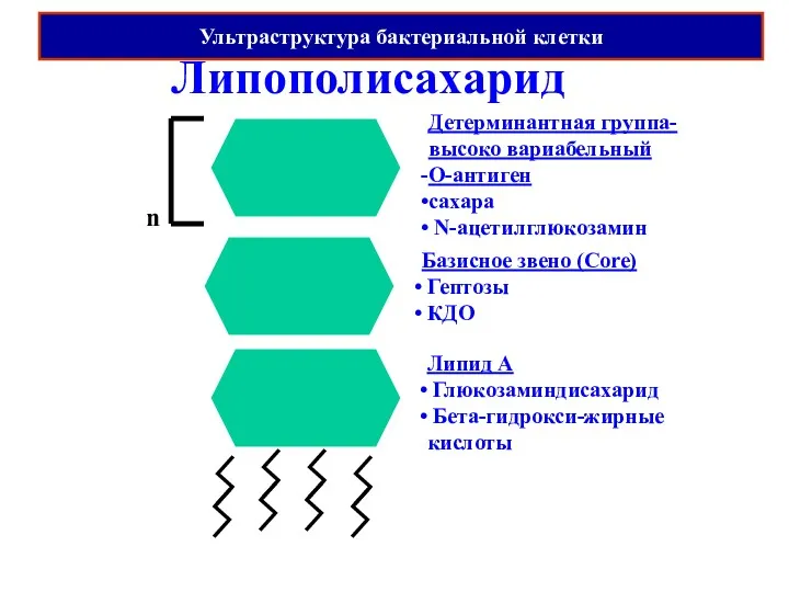 Липополисахарид Липид А Глюкозаминдисахарид Бета-гидрокси-жирные кислоты Базисное звено (Core) Гептозы