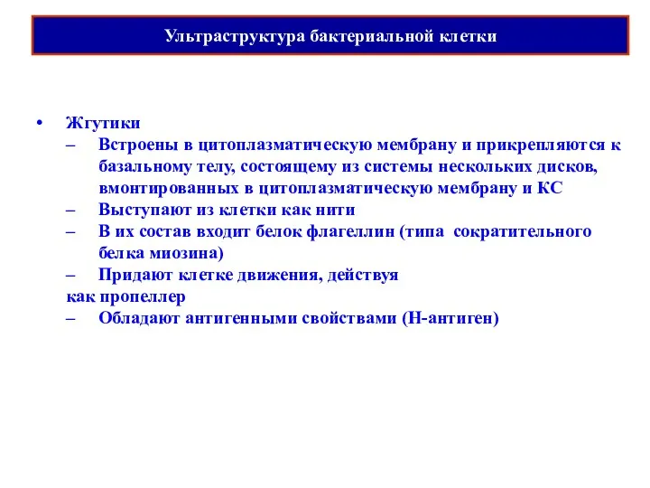 Жгутики Встроены в цитоплазматическую мембрану и прикрепляются к базальному телу,