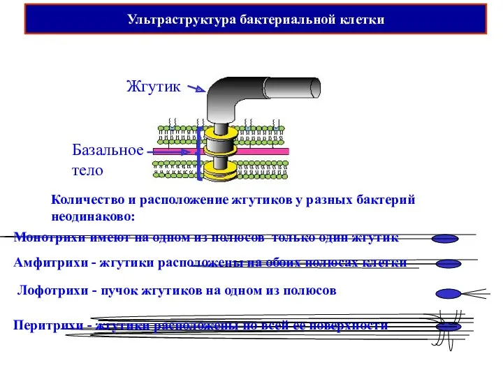 Ультраструктура бактериальной клетки Количество и расположение жгутиков у разных бактерий