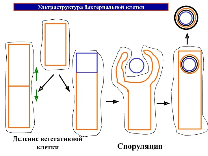 Деление вегетативной клетки Споруляция Ультраструктура бактериальной клетки