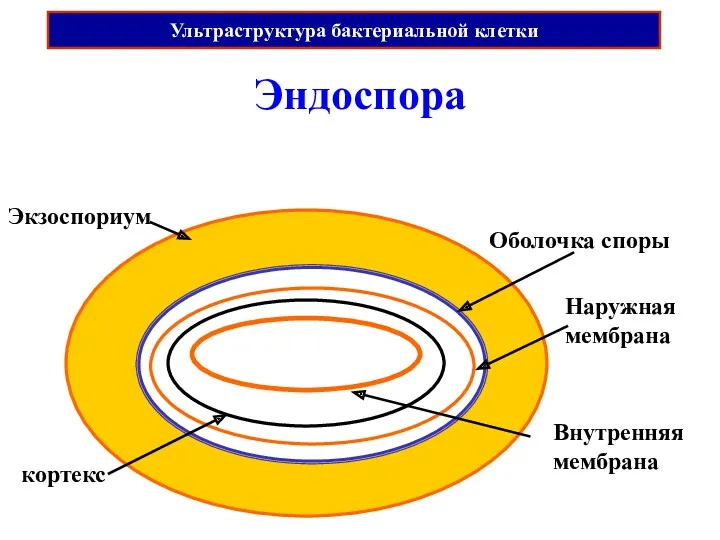 кортекс Эндоспора Экзоспориум Оболочка споры Внутренняя мембрана Наружная мембрана Ультраструктура бактериальной клетки