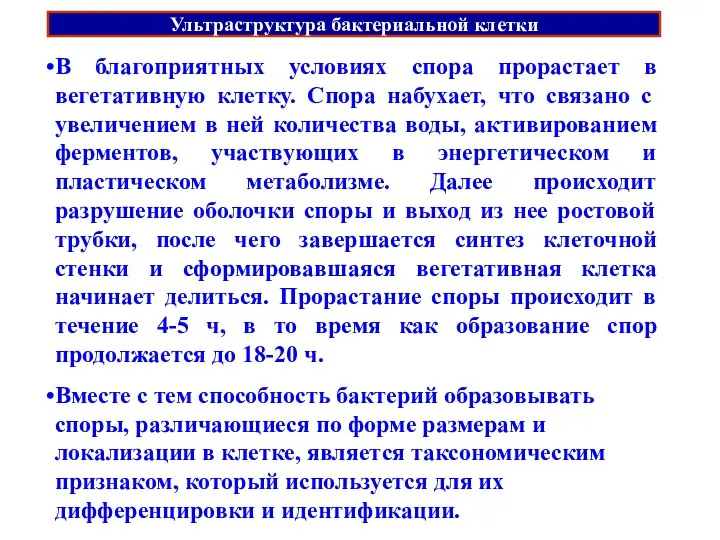 Ультраструктура бактериальной клетки В благоприятных условиях спора прорастает в вегетативную