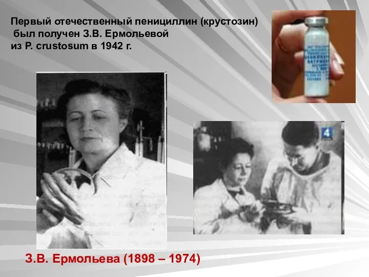 Первый отечественный пенициллин (крустозин) был получен З.В. Ермольевой из P.