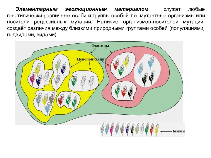 Элементарным эволюционным материалом служат любые генотипически различные особи и группы