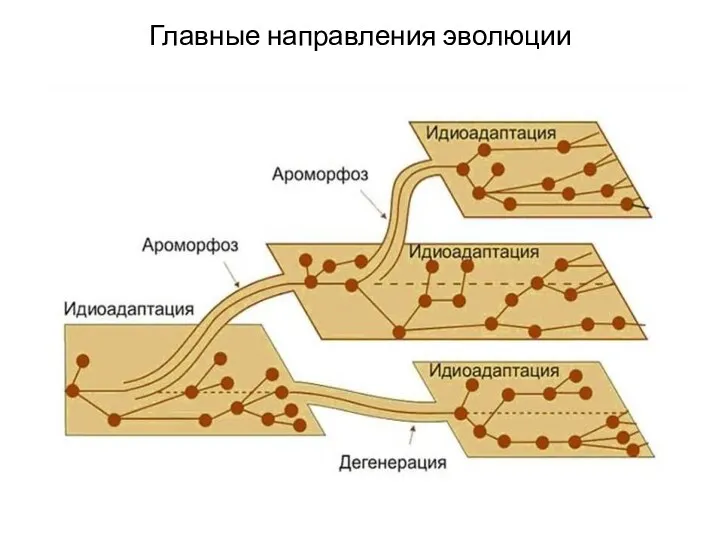 Главные направления эволюции