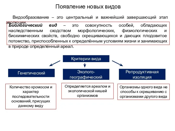 Появление новых видов Видообразование – это центральный и важнейший завершающий