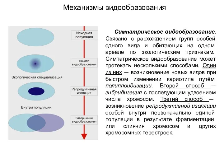 Механизмы видообразования Симпатрическое видообразование. Связано с расхождением групп особей одного