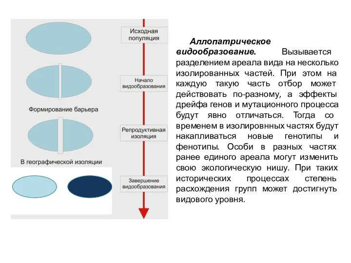 Аллопатрическое видообразование. Вызывается разделением ареала вида на несколько изолированных частей.