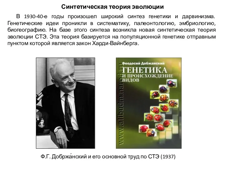 Синтетическая теория эволюции В 1930-40-е годы произошел широкий синтез генетики