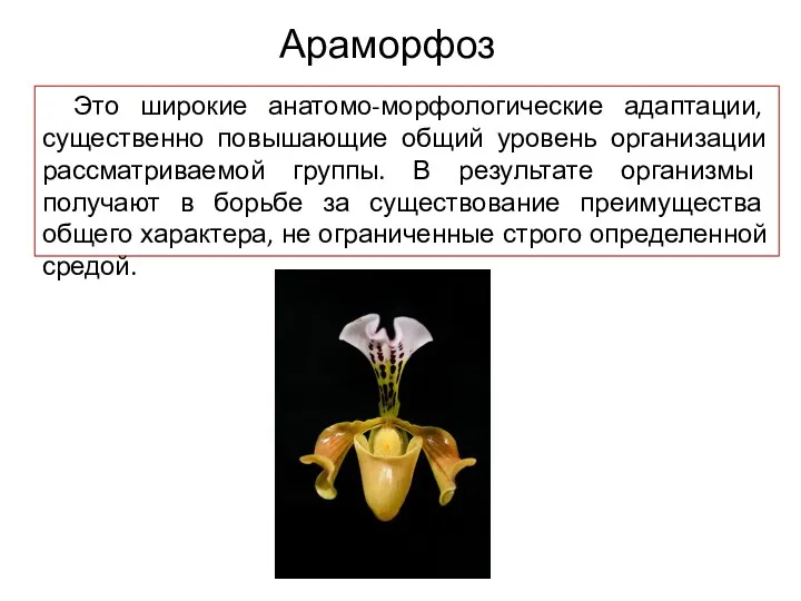 Араморфоз Это широкие анатомо-морфологические адаптации, существенно повышающие общий уровень организации