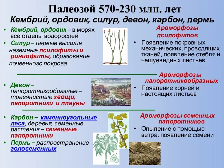 Палеозой 570-230 млн. лет Ароморфозы псилофитов Появление покровных механических, проводящих