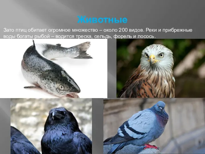 Животные Зато птиц обитает огромное множество – около 200 видов.