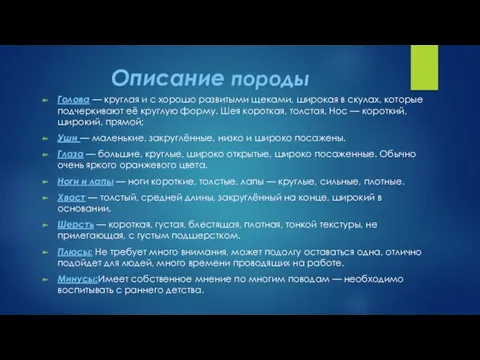 Описание породы Голова — круглая и с хорошо развитыми щеками,