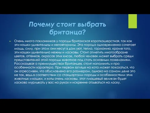 Почему стоит выбрать британца? Очень много поклонников у породы британская