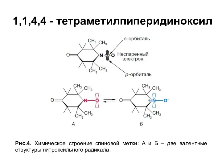 1,1,4,4 - тетраметилпиперидиноксил Рис.4. Химическое строение спиновой метки: А и