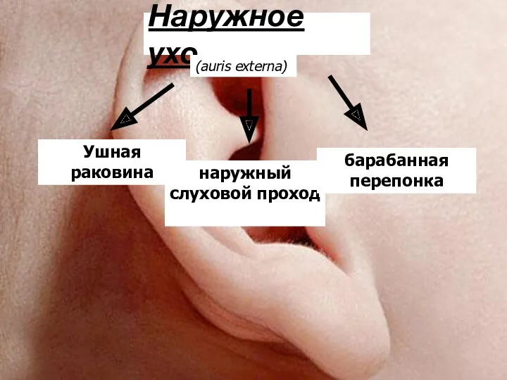 Наружное ухо (auris externa) Ушная раковина наружный слуховой проход барабанная перепонка