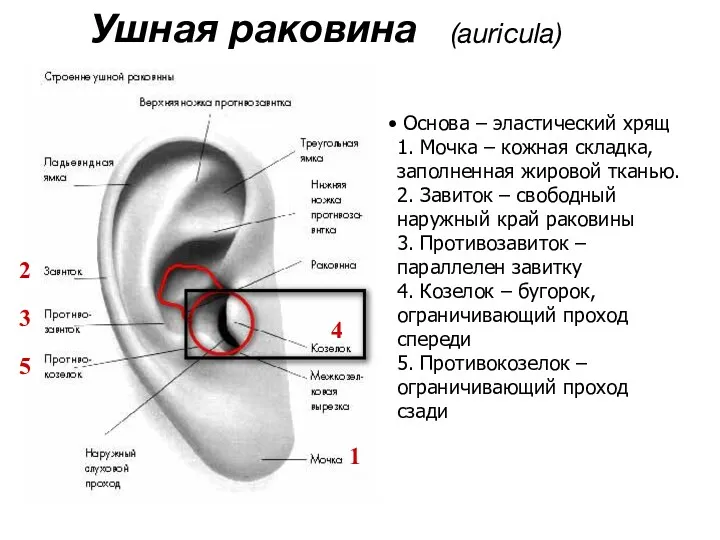 Ушная раковина (auricula) Основа – эластический хрящ 1. Мочка –