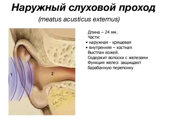 Наружный слуховой проход (meatus acusticus externus) Длина – 24 мм.