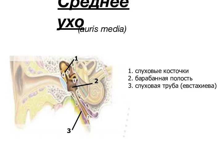 Среднее ухо (auris media) 2 1 3 1. слуховые косточки