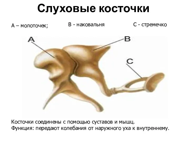 Слуховые косточки А – молоточек; В - наковальня С -