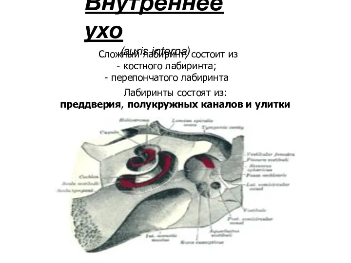Внутреннее ухо (auris interna) Лабиринты состоят из: преддверия, полукружных каналов
