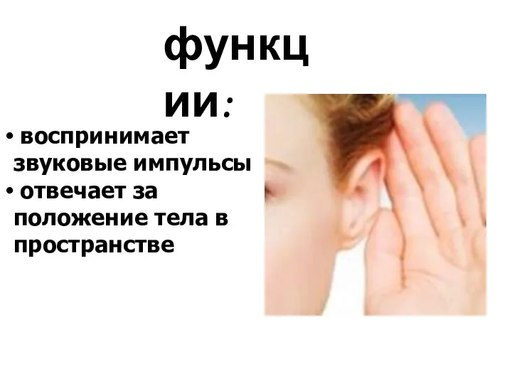 воспринимает звуковые импульсы отвечает за положение тела в пространстве функции: